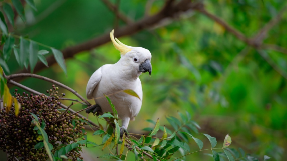 Австралийские биологи решили спасать редкие виды с помощью комаров