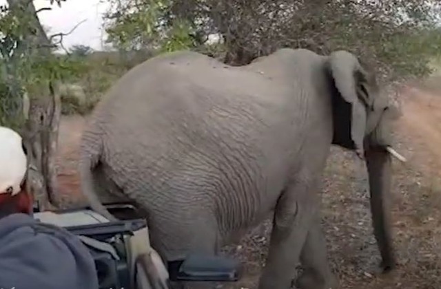 В национальном парке ЮАР завелся наглый слон