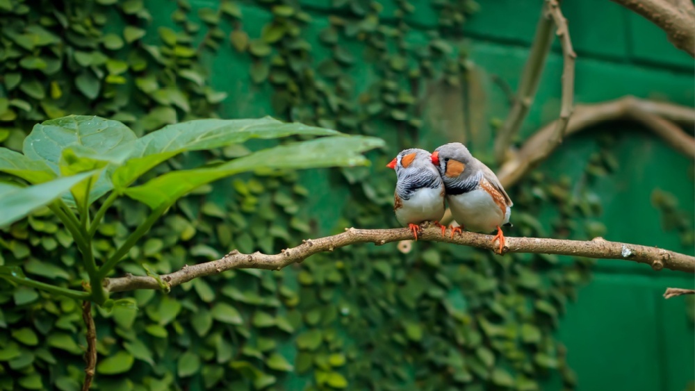 Почему самки птиц тоже поют: исследование