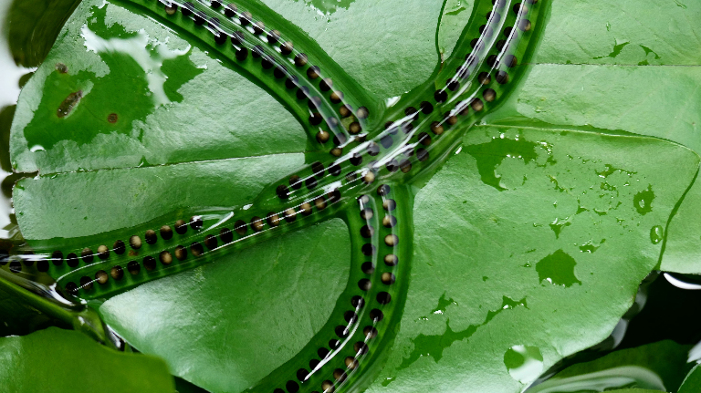 Почему жабы откладывают яйца в виде длинных шнуров