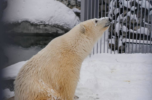 Спасенный белый медведь Диксон впервые вышел в вольер и повалялся в снегу