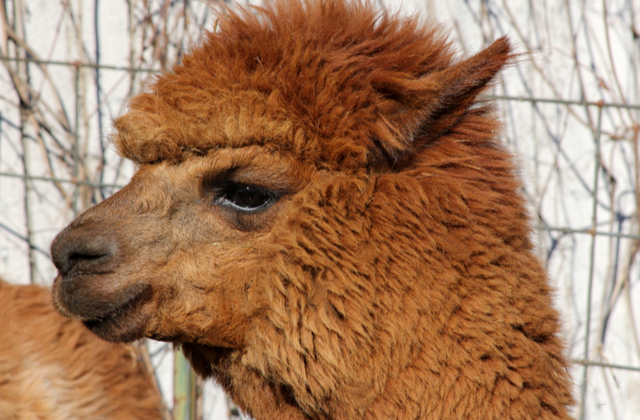 Носит пальто и правильно питается: найдена старейшая альпака в мире