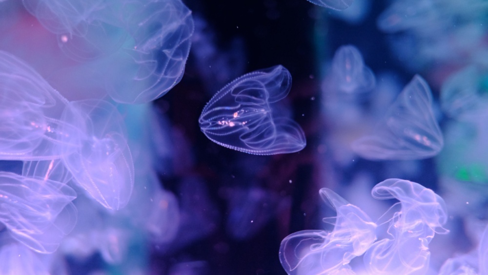 У гребенчатой медузы нашли новый тип мозга