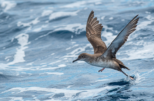 У птиц обнаружили новую болезнь — ее вызывает пластик