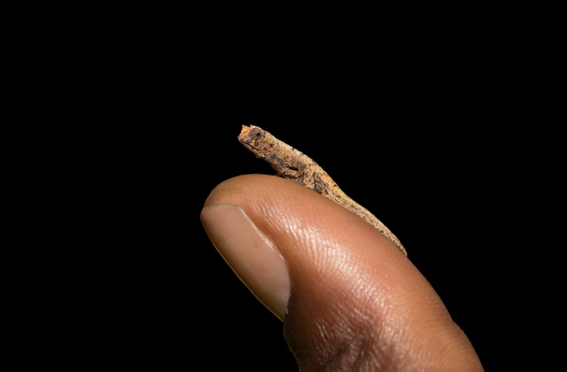 Топ-10 самых маленьких животных: размером с ноготь, палец и ладонь