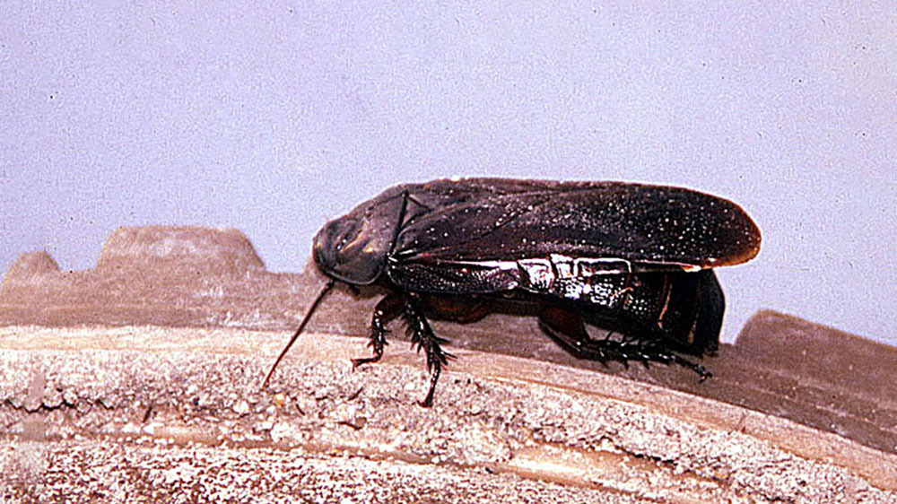 Едят крылья в знак «любви»: тараканы удивили ученых моногамией