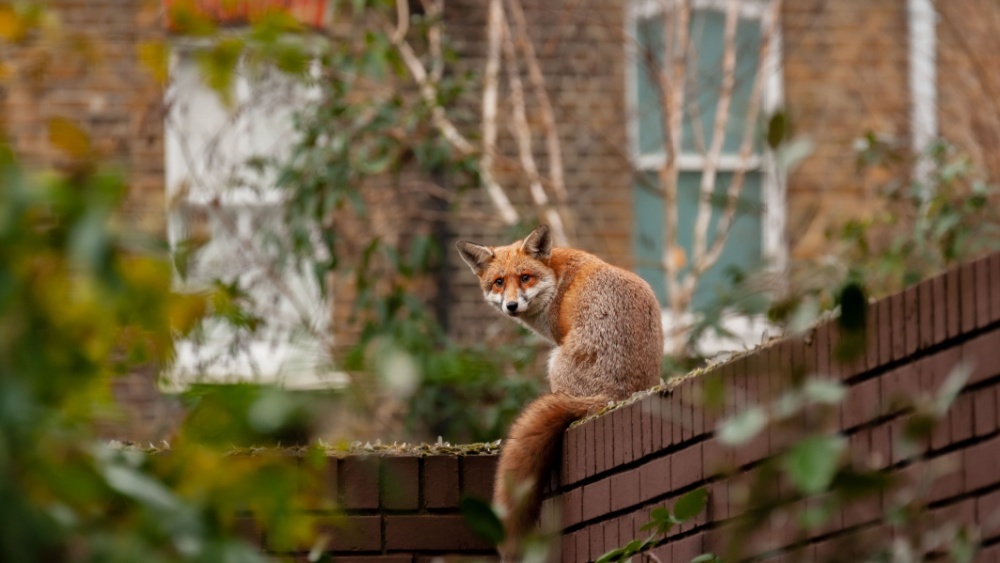 Дикие животные боятся не всех людей: биологи выявили закономерности