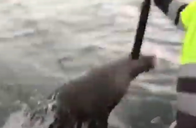 Хитрый тюлень стащил рыбацкий улов