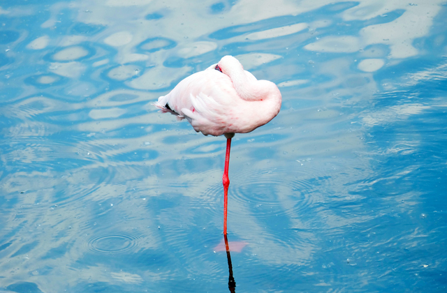 Почему птицы иногда стоят на одной ноге?