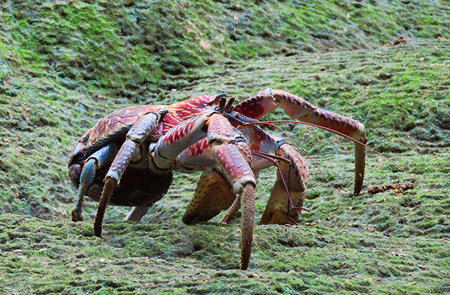Джентльмен удачи: пальмовый вор