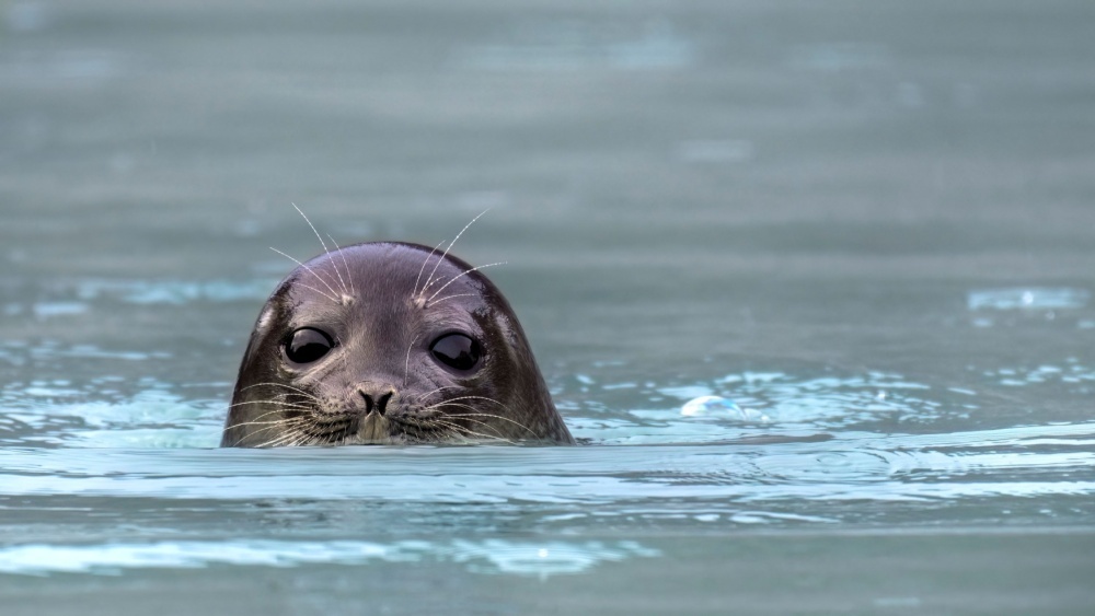 Тюлени нарочно плывут в логово белых медведей: раскрыта причина
