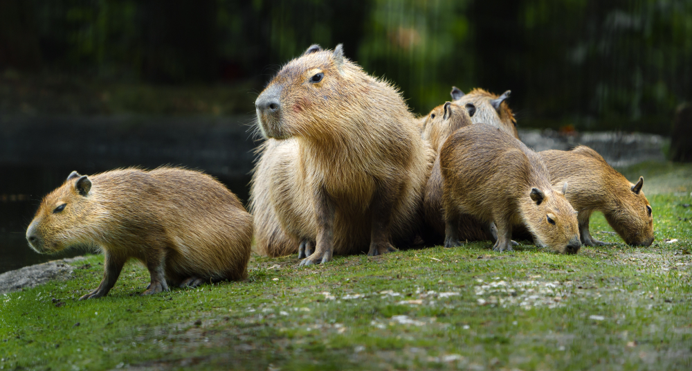 Чемпионат по лежанию в ванне устроили капибарам в Японии
