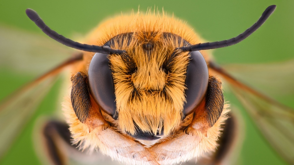 Биологи подсчитали пчел и назвали точное число видов на Земле