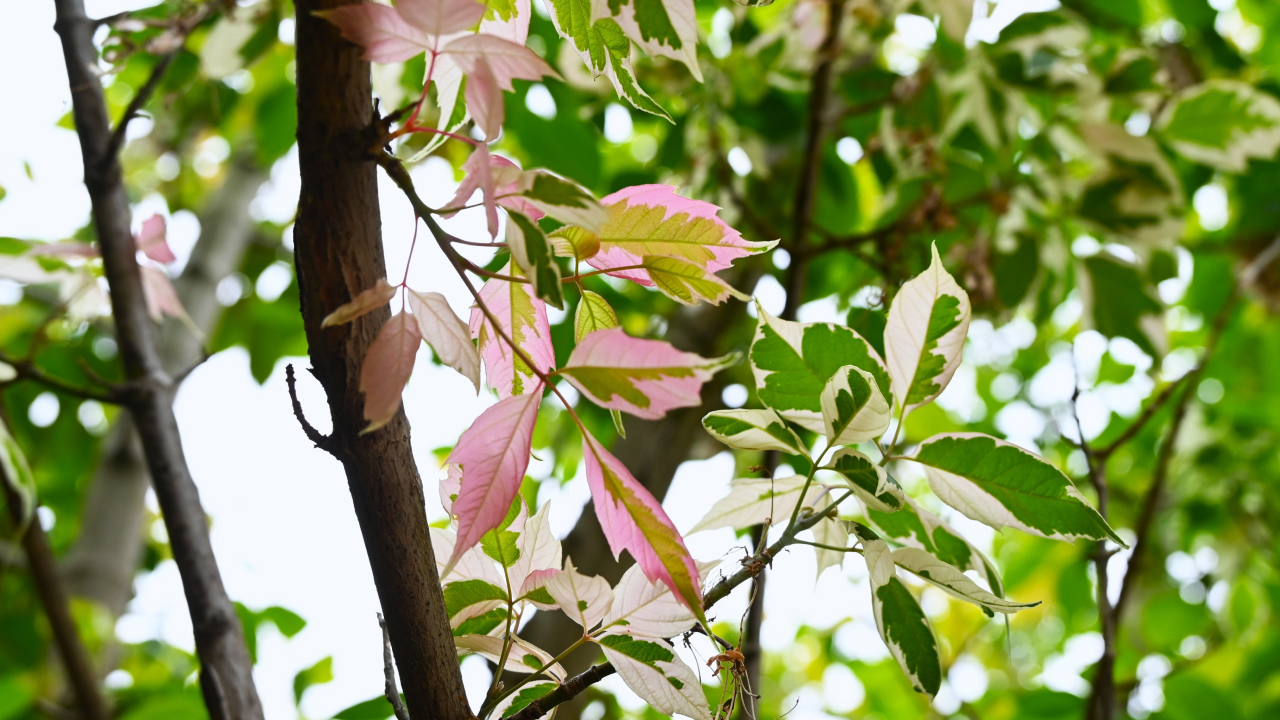 Американский клен признали опасным растением для России наравне с борщевиком