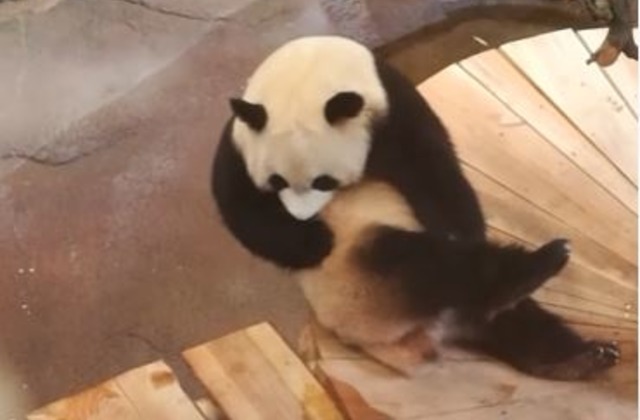Панда проявляет чудеса гибкости