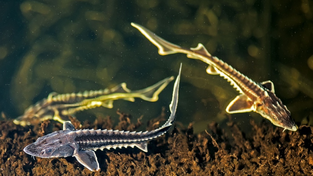 В бассейне Волги обнаружены новые виды рыб
