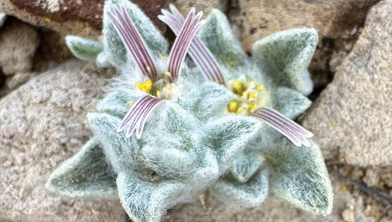 «Шерстистый дьявол»: растение, которое долго скрывалось от ботаников