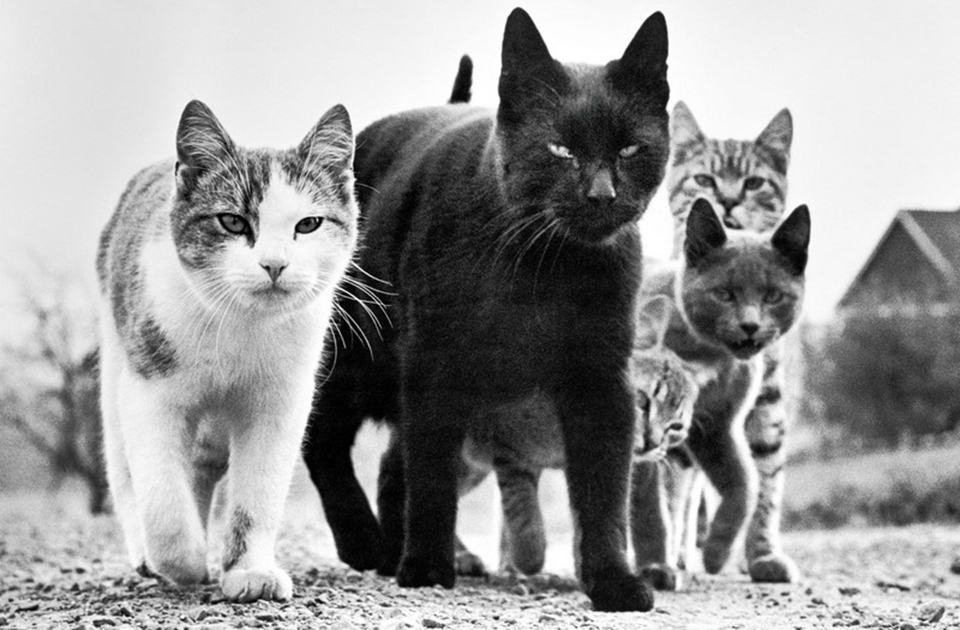 Коты Чандохи, или «Смотри, птичка!»