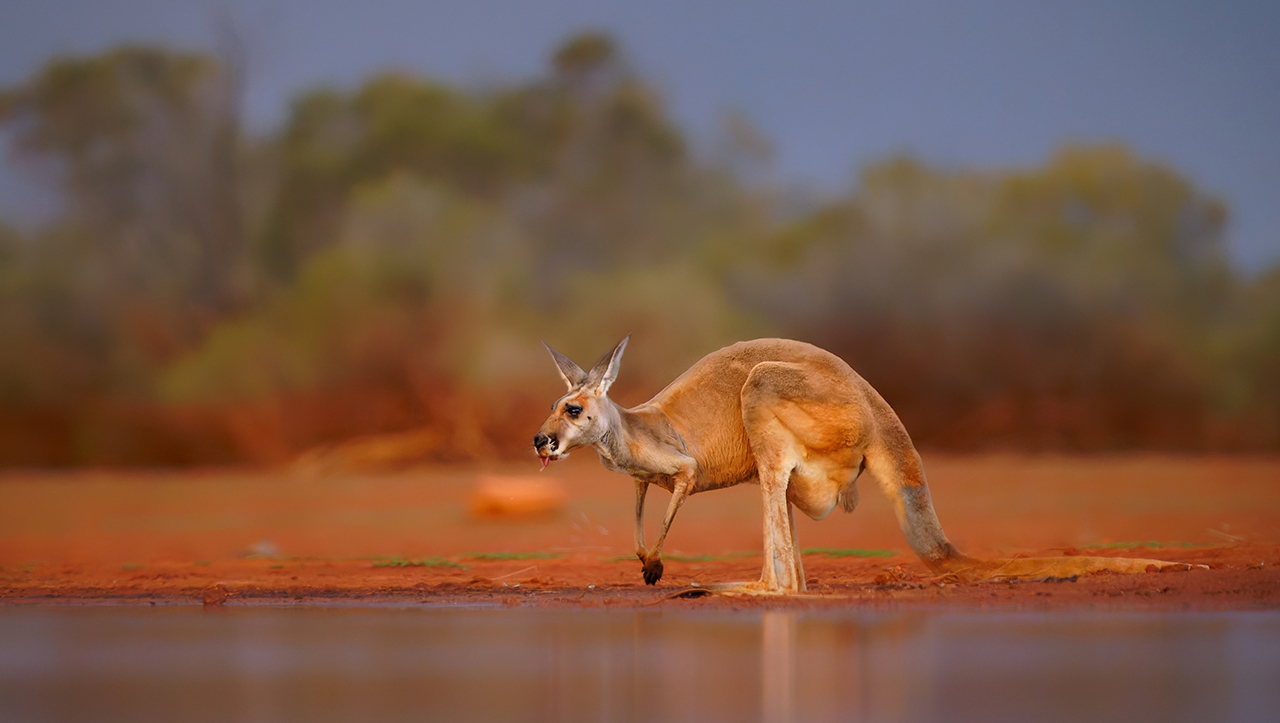 Рыжий кенгуру: главный символ Австралии