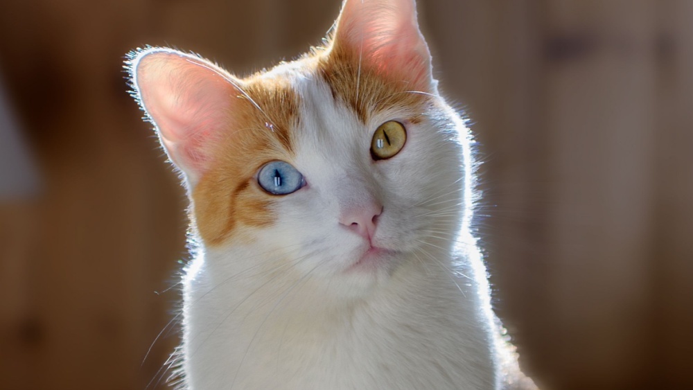 Австралийцам хотят запретить заводить кошек