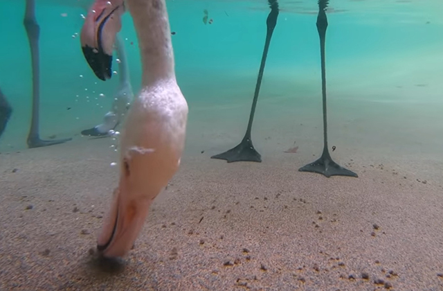 Фламинго едят под водой