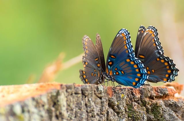 Откуда на крыльях бабочек рисунок?