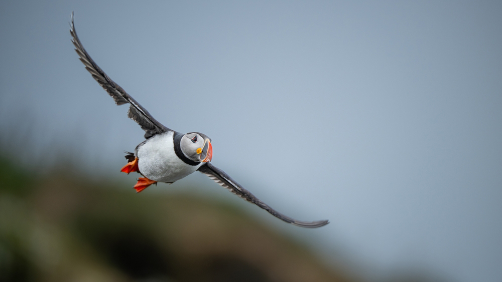 Тысячи мертвых птиц на пляжах Европы: аномалия получила объяснение