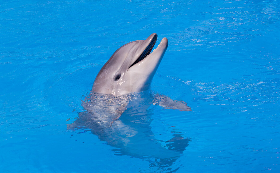 Почему дельфины спят половиной мозга и другие интересные факты