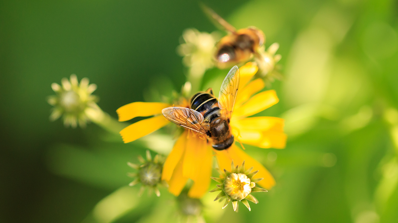 10 интересных фактов о пчелах