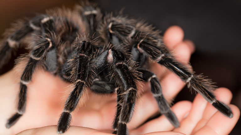 10 самых больших пауков в мире