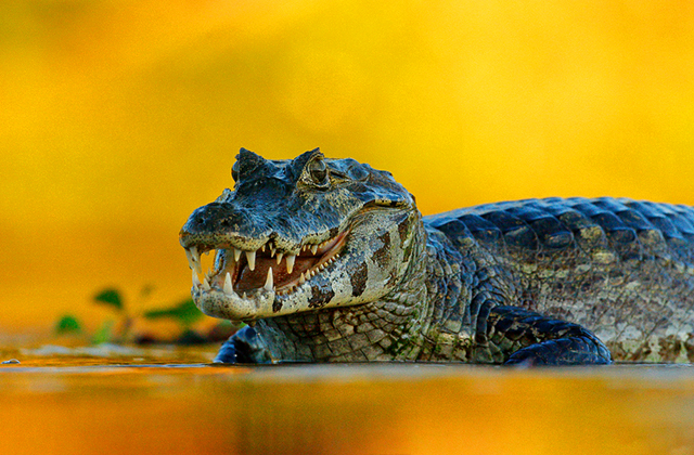 Почему крокодил плачет, когда ест