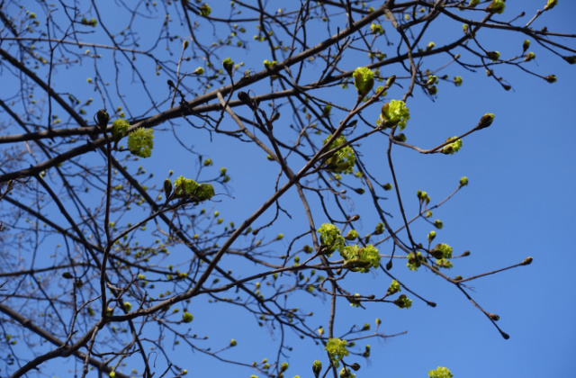 Каких сюрпризов от погоды ждать в апреле? Отвечают метеорологи