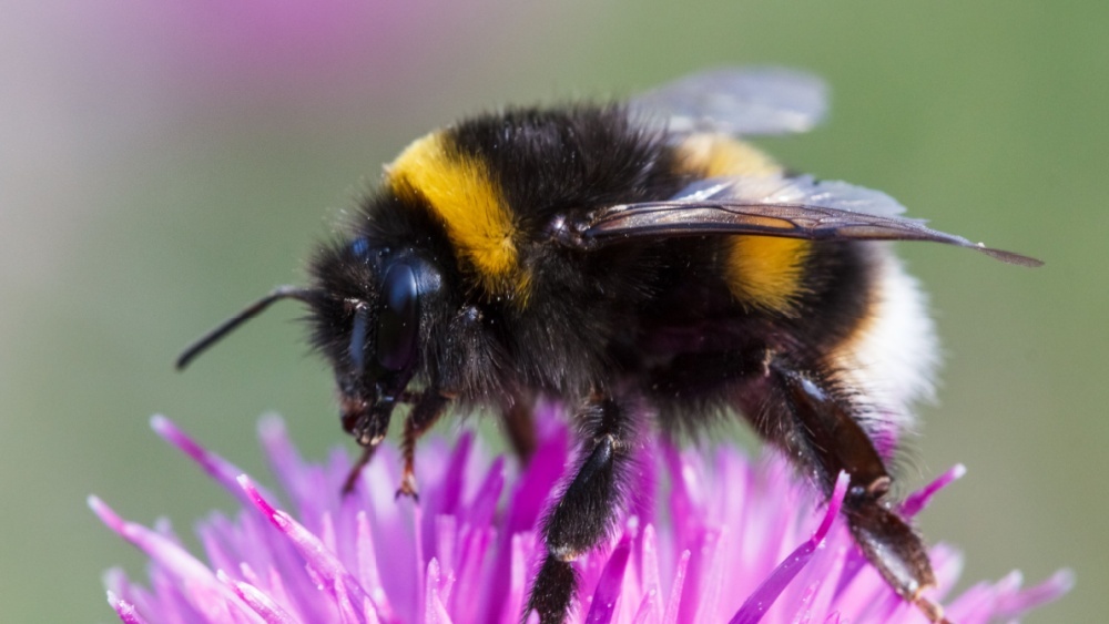 Почему шмели не тонут: раскрыт секрет их длительного пребывания под водой