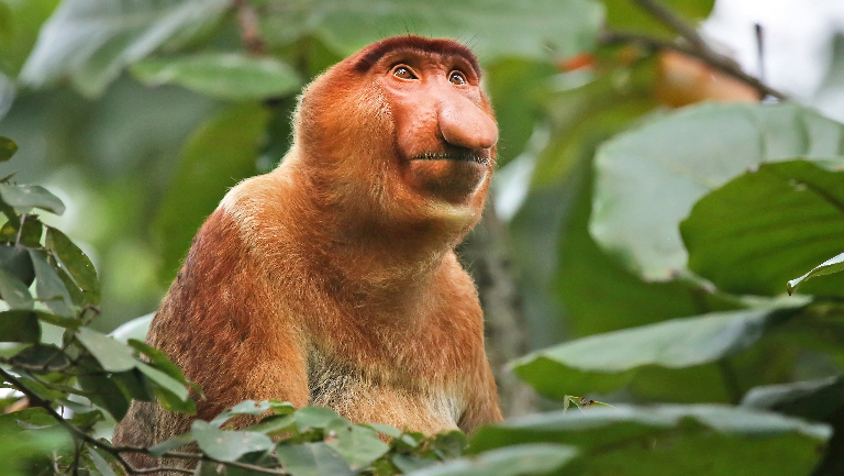 Носач: обезьяна с гигантским носом