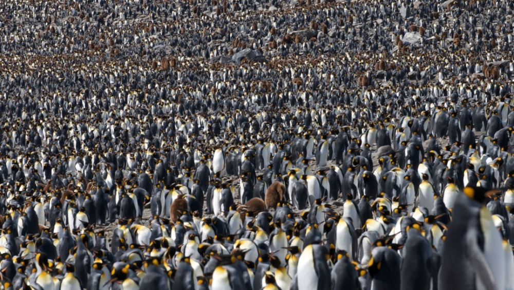Пингвины создают облака: как птичий помет охлаждает Антарктику