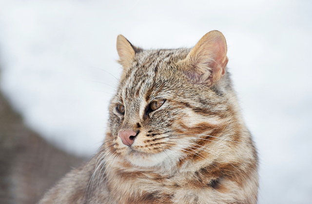 Редкое видео: дальневосточный лесной кот во всей красе