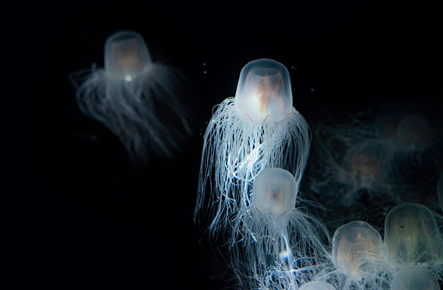 Бессмертная медуза: существо, живущее вечно
