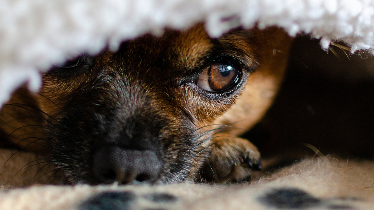 Как животные предсказывают землетрясения