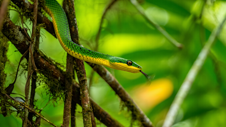 Кто такие рептилии: от «летающей» змеи до гаттерии с третьим глазом