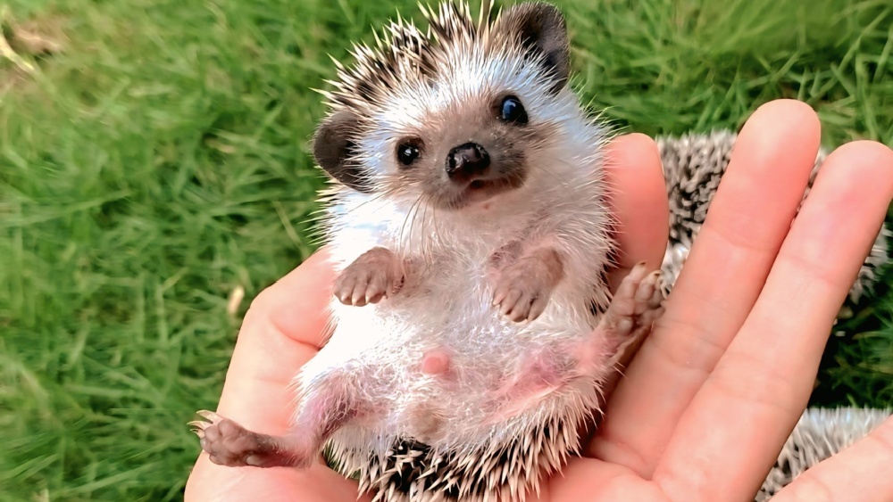 Газонокосилки уничтожают ежей: в Германии ограничивают их применение