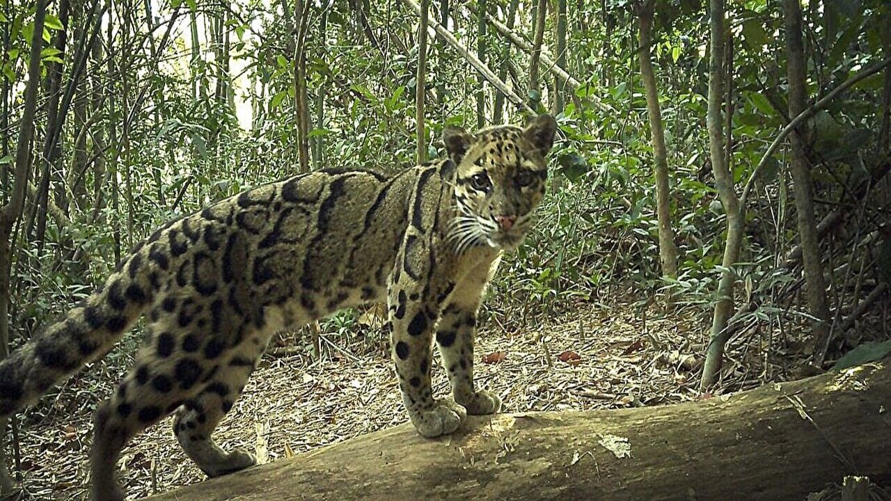 Ученые сняли на камеру редчайших зверей Юго-Восточной Азии
