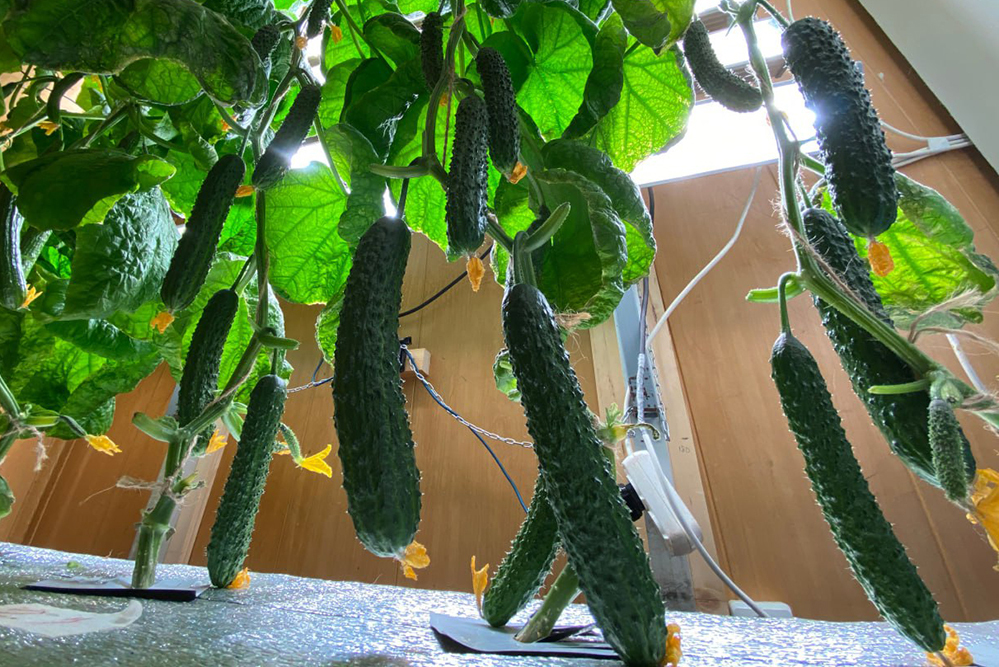 Рекордный урожай: на Антарктиде без почвы вырастили огурцы, помидоры и перцы