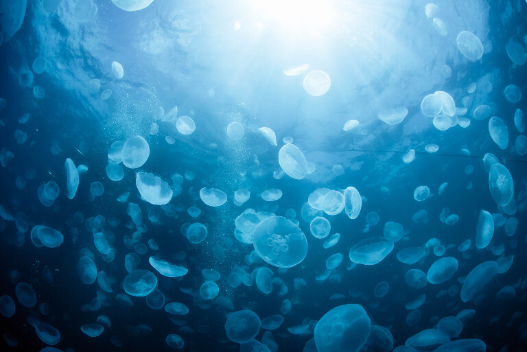 Медузы: почему их стало так много и можно ли с ними купаться?