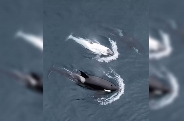 Очень редкую белую косатку заметили в Тихом океане