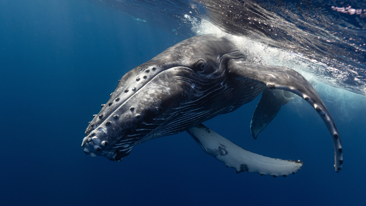 Горбатый кит застрял на отмели в Балтийском море: его пытаются спасти