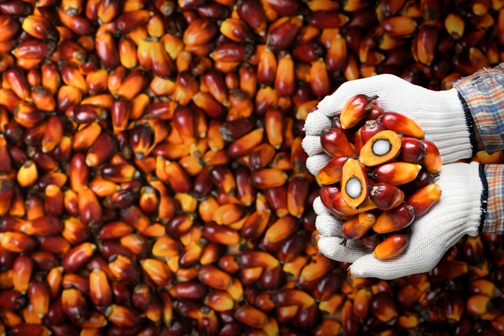 Как пальмовое масло стало популярно и почему ему устроили бойкот