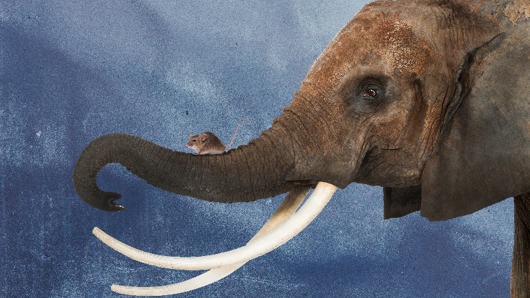 Почему слоны боятся мышей