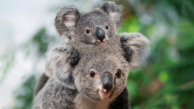 10 необычных сумчатых животных мира