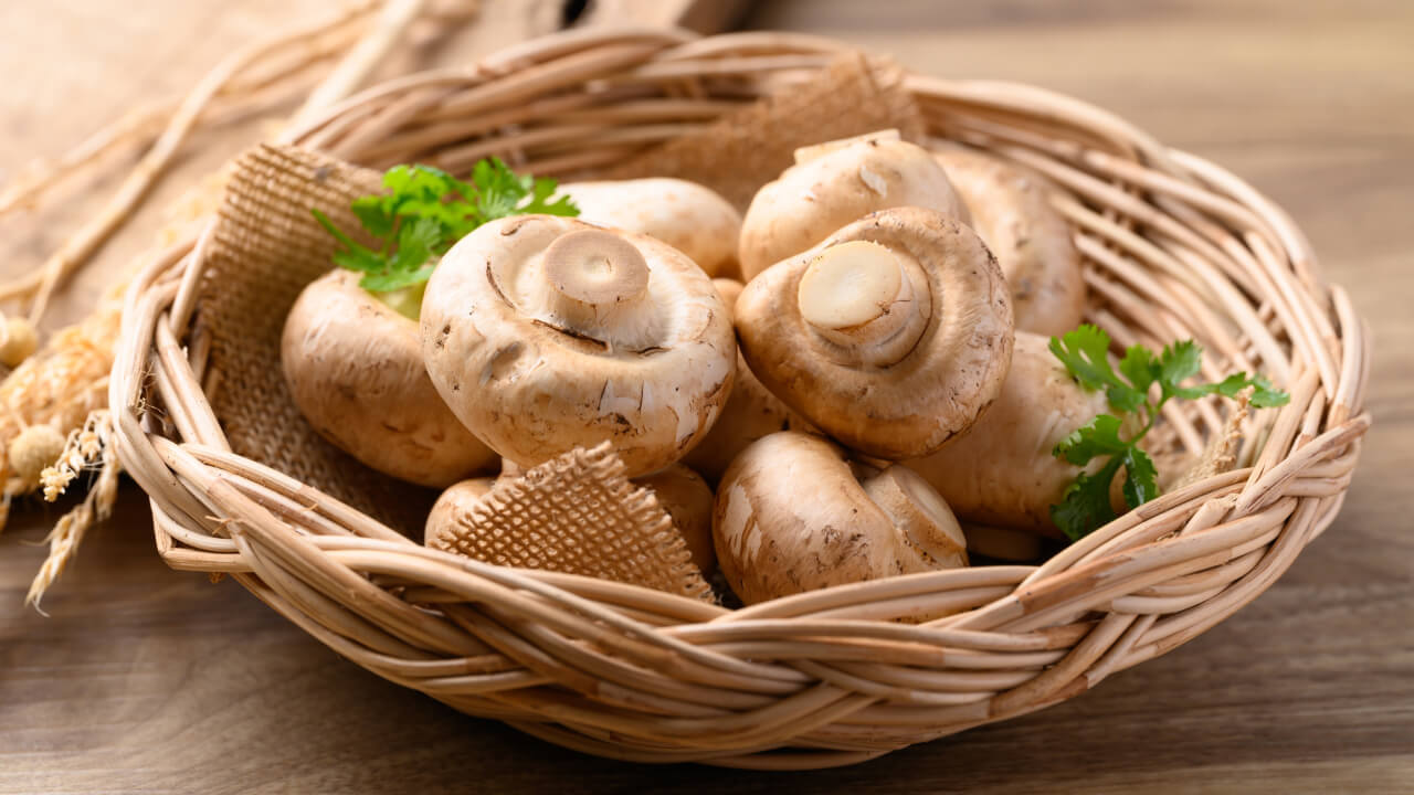 Шампиньон: как выглядит и где растет самый городской гриб