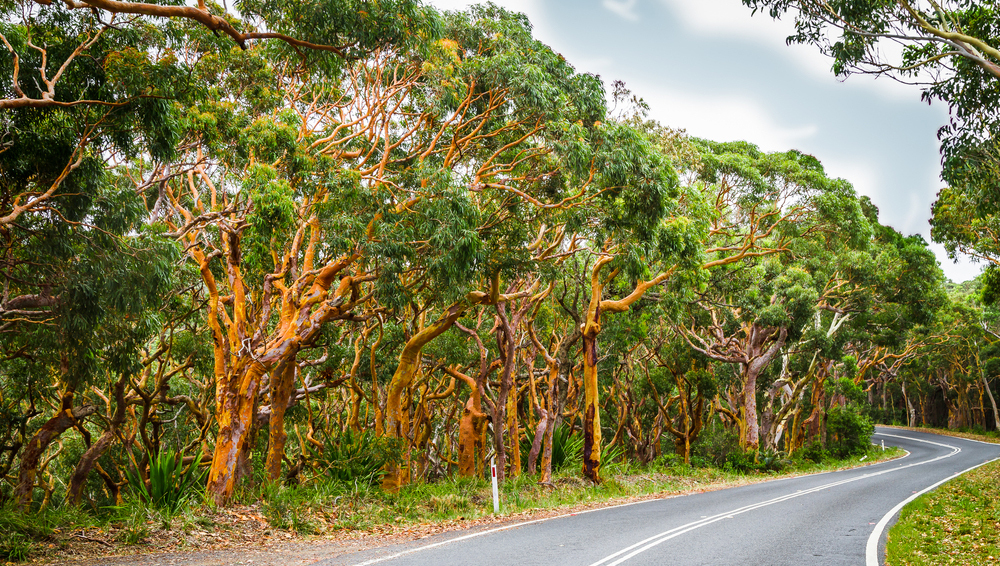 Австралия объявила эвкалиптовые леса исчезающим видом